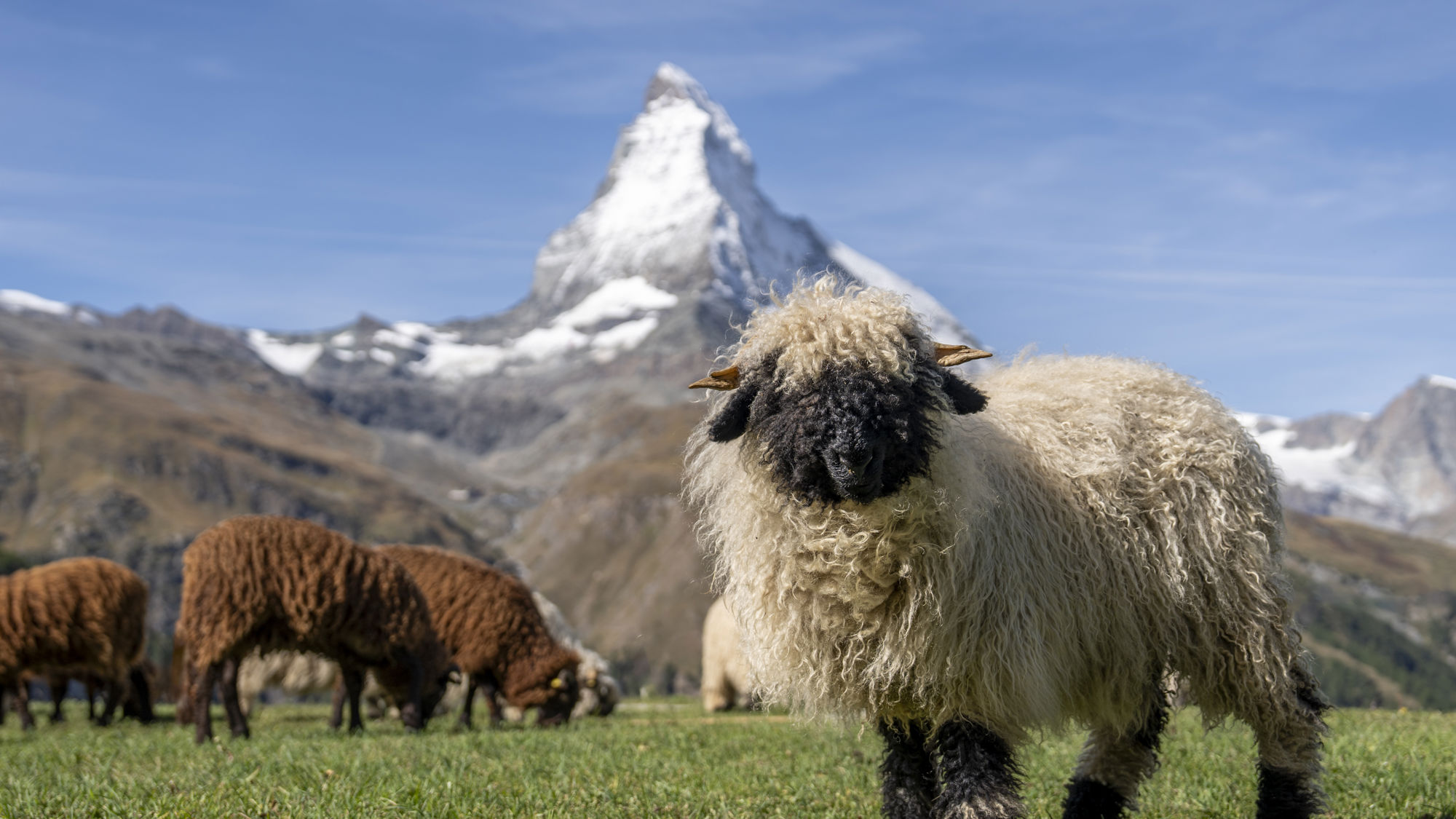 riffelalp-resort-moutons-nez-noir-cervin-ete-01.jpeg