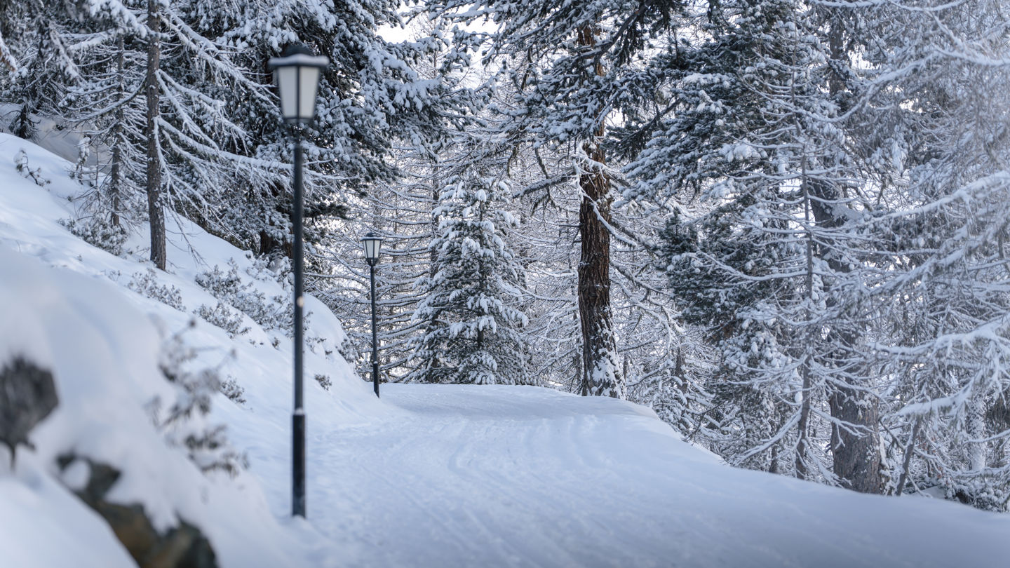 Forêt enneigée près du Riffelalp Resort 2222m au-dessus de Zermatt, hôtel de luxe 5 étoiles dans les Alpes suisses, parfaite pour des balades hivernales et une immersion dans un environnement naturel préservé.