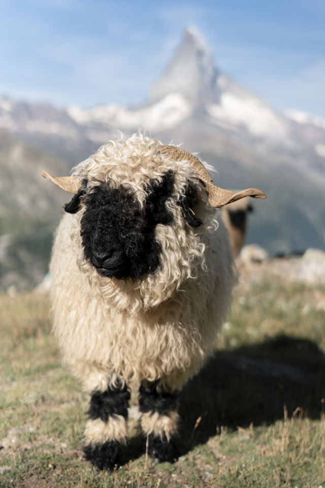Mouton à nez noir du Valais dans un alpage près du Riffelalp Resort 2222m à Zermatt, hôtel de luxe 5 étoiles dans les Alpes suisses proposant des vacances nature, des rencontres avec la faune alpine et des expériences de montagne authentiques.