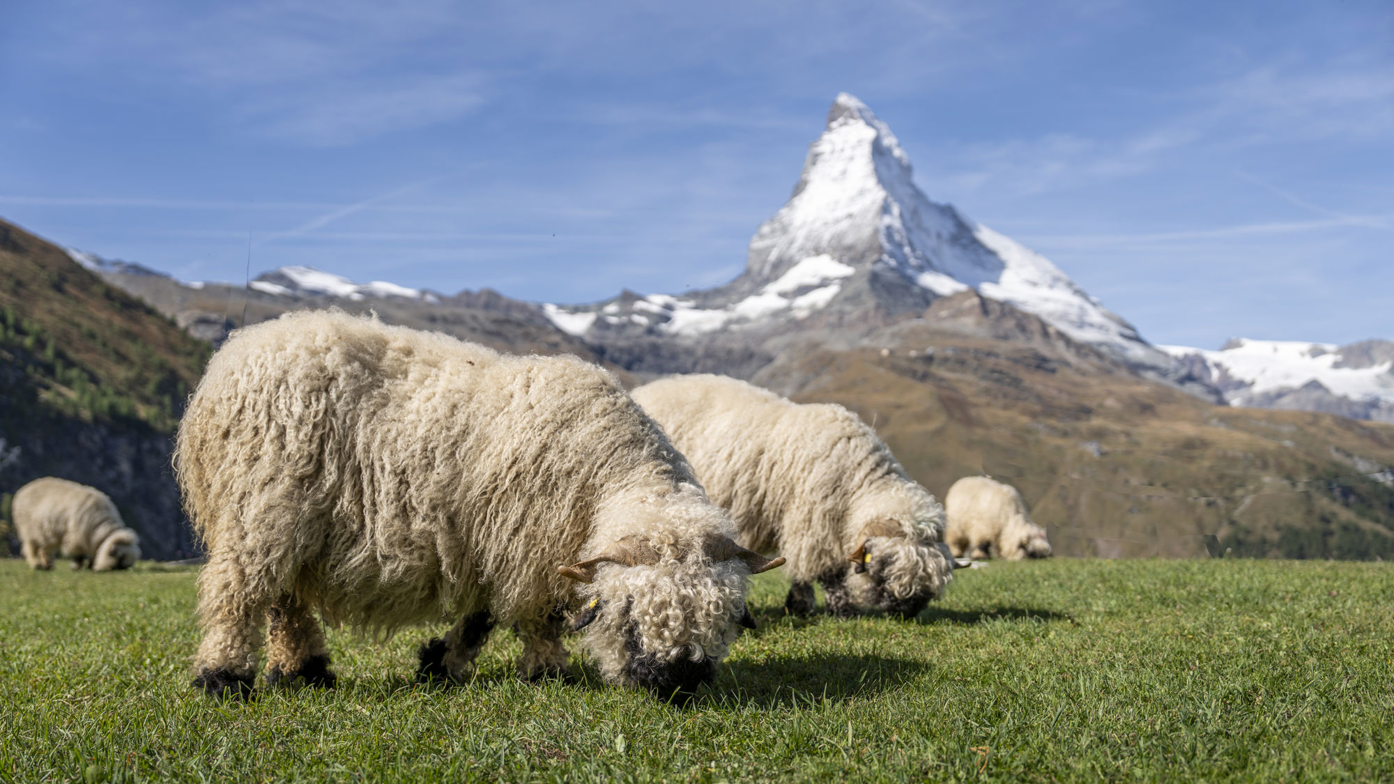 riffelalp-resort-troupeau-moutons-matterhorn-01.jpeg